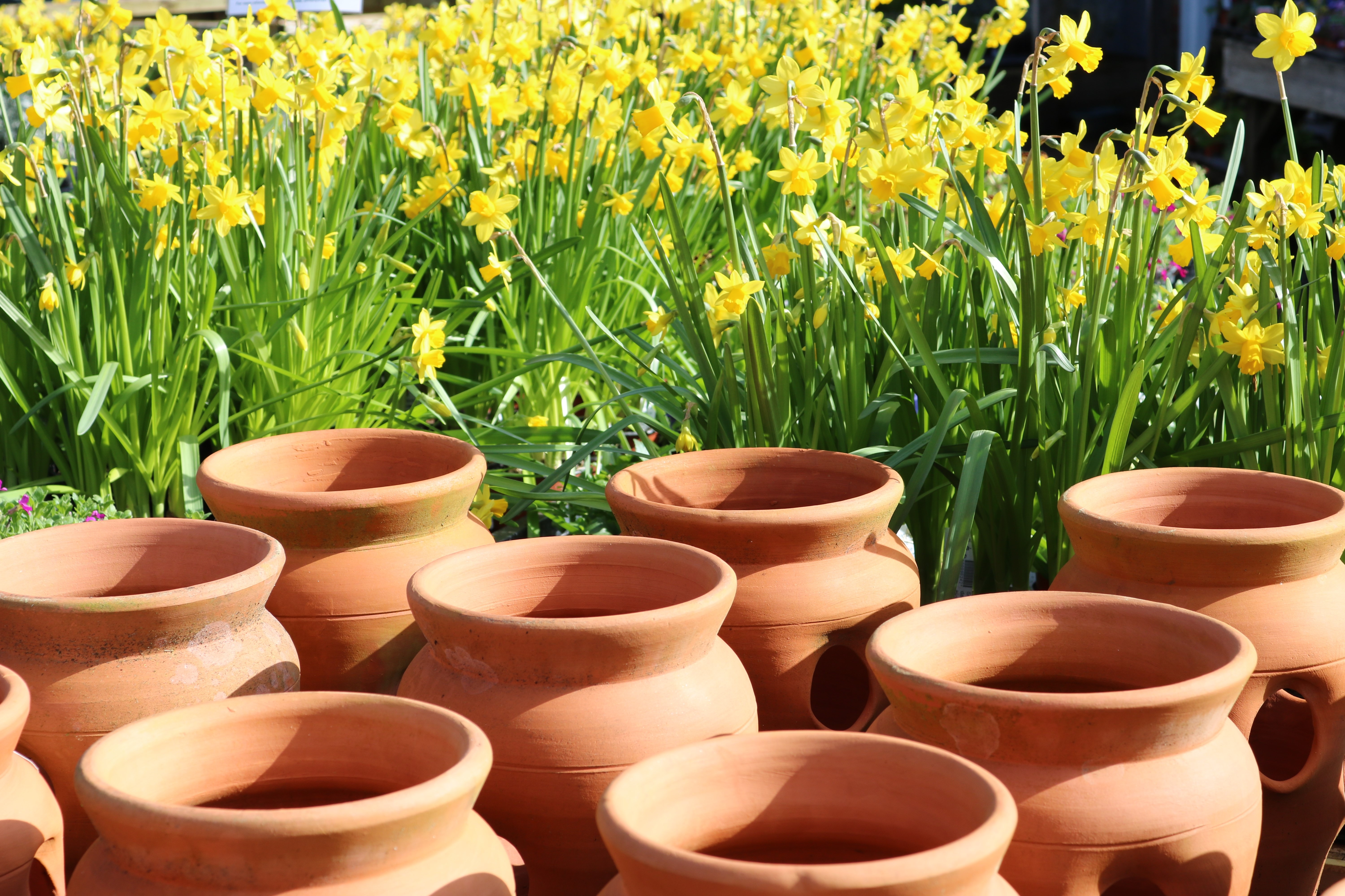 Pros And Cons Of Terracotta Pottery