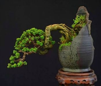 Pottery Bonsai