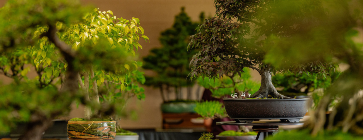 ART OF BONSAI