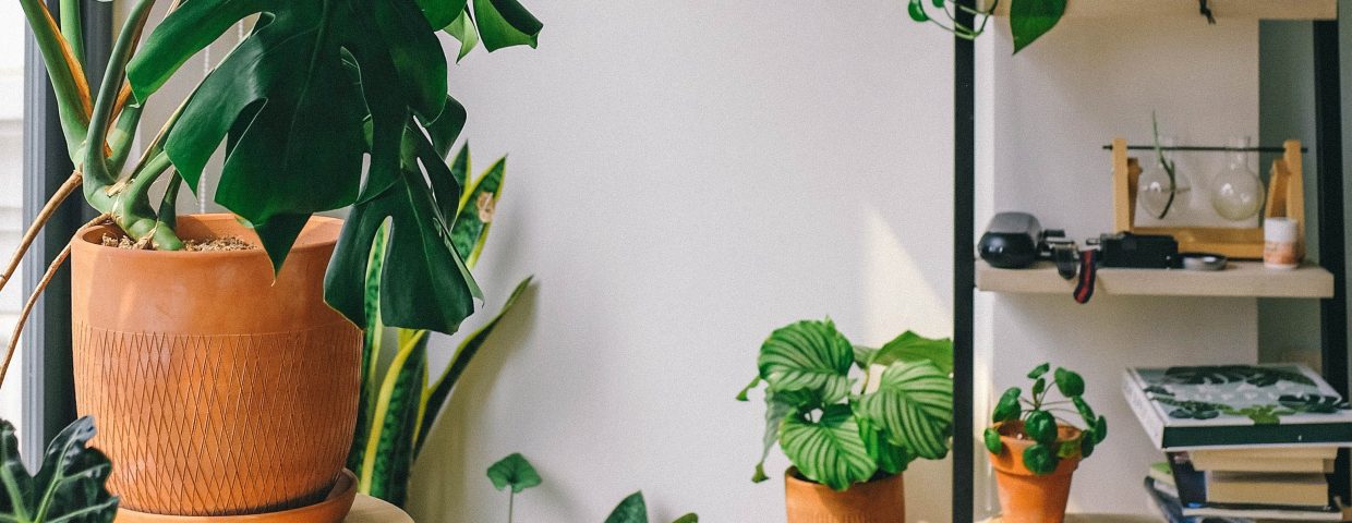 Chậu trồng cây bằng gốm đất nung